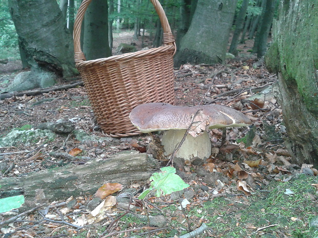 hríb Neoboletus erythropus (Pers.) C. Hahn