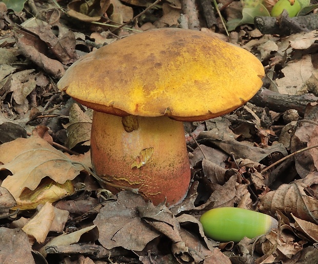 hríb zrnitohlúbikový odfarbený Neoboletus xanthopus (Quél.) Krieglst.