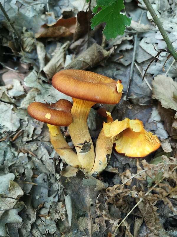 kališník hnedooranžový Omphalotus olearius (DC.) Singer