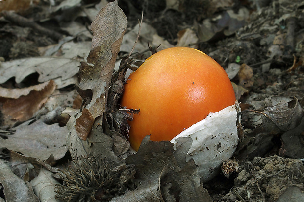 muchotrávka cisárska Amanita caesarea (Scop.) Pers.