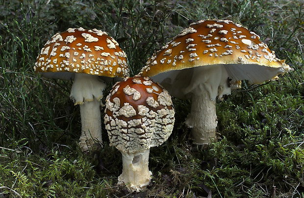 muchotrávka kráľovská Amanita regalis (Fr.) Michael