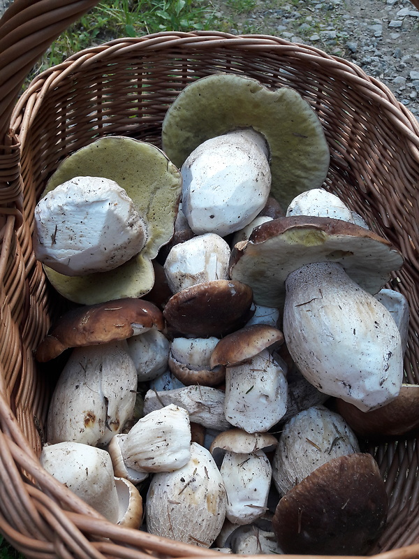 hríb smrekový Boletus edulis Bull.