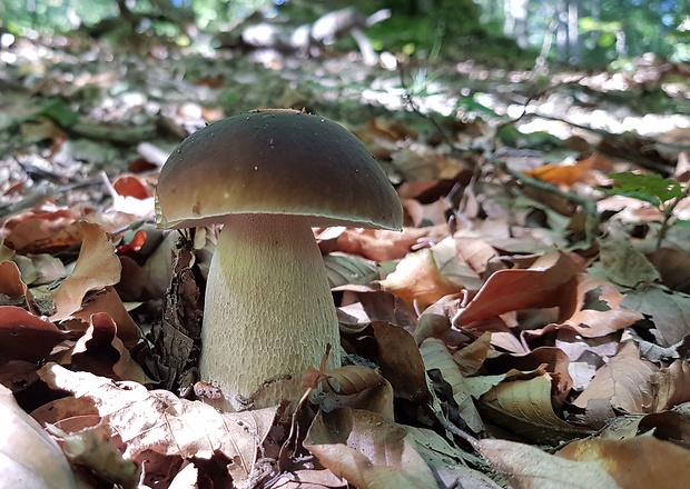 hríb smrekový Boletus edulis Bull.