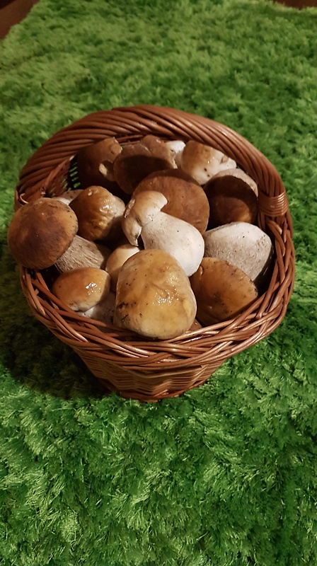 hríb smrekový Boletus edulis Bull.