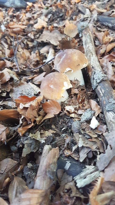 hríb smrekový Boletus edulis Bull.