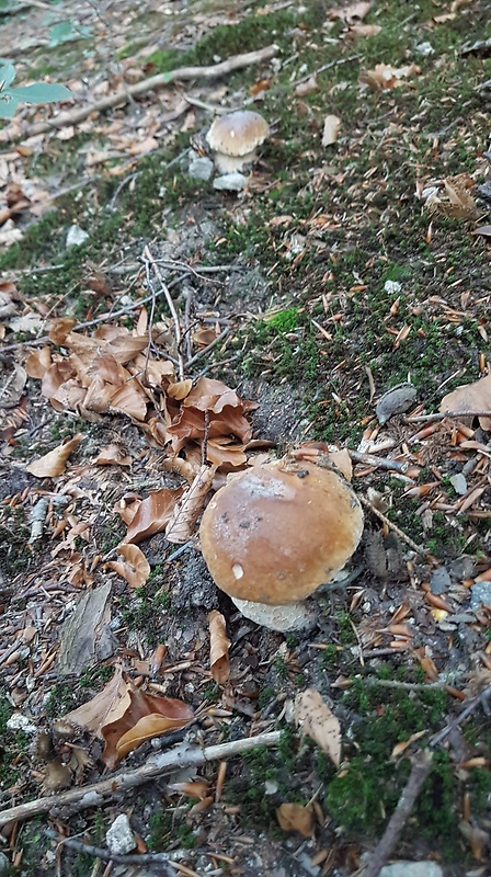 hríb smrekový Boletus edulis Bull.