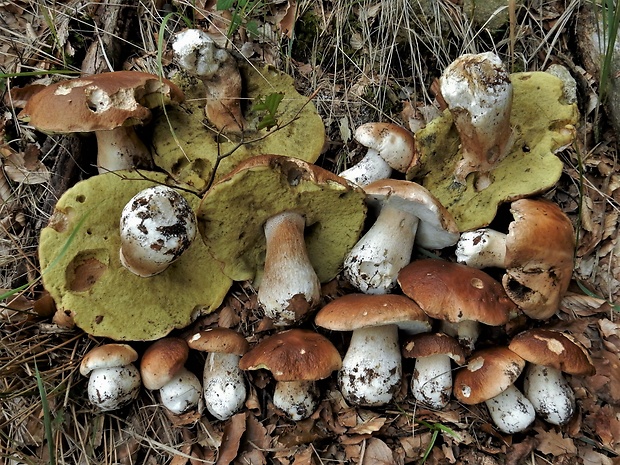 hríb smrekový Boletus edulis Bull.