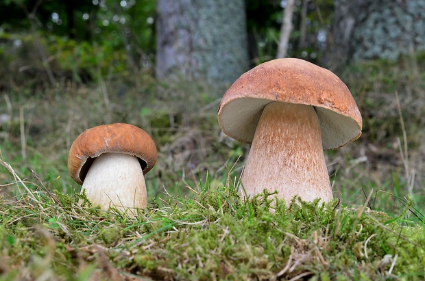 hríb dubový Boletus reticulatus Schaeff.