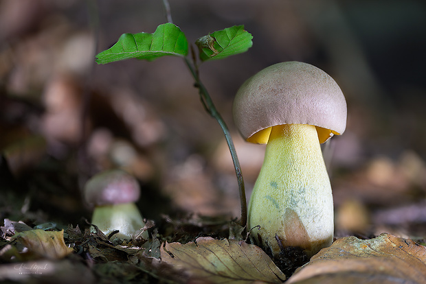 hríb nádherný Butyriboletus fuscoroseus (Smotl.) Vizzini & Gelardi