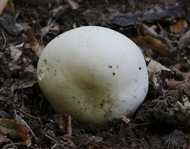 vatovec obrovský Calvatia gigantea (Batsch) Lloyd