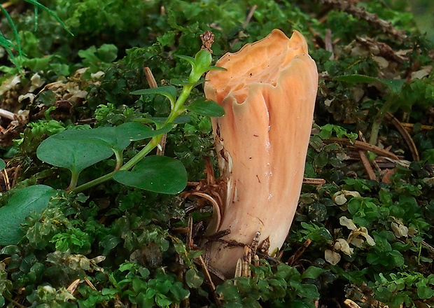 kyjak useknutý Clavariadelphus truncatus Donk