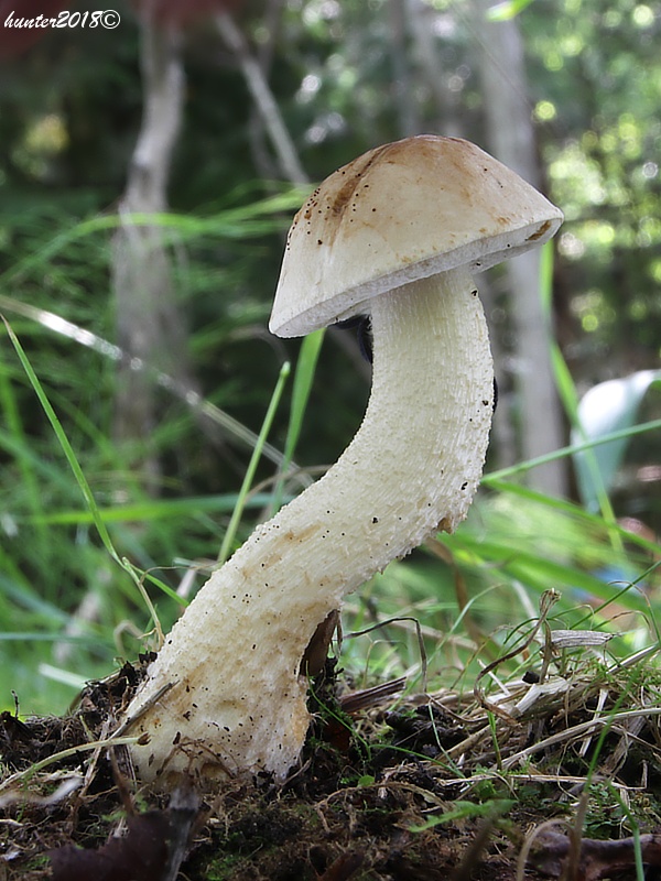 kozák biely Leccinum holopus (Rostk.) Watling