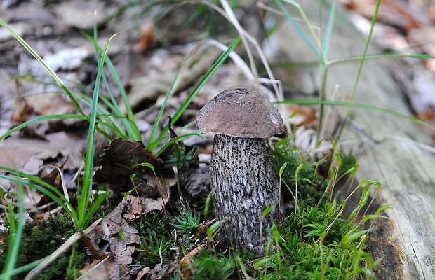 kozák Leccinum sp.