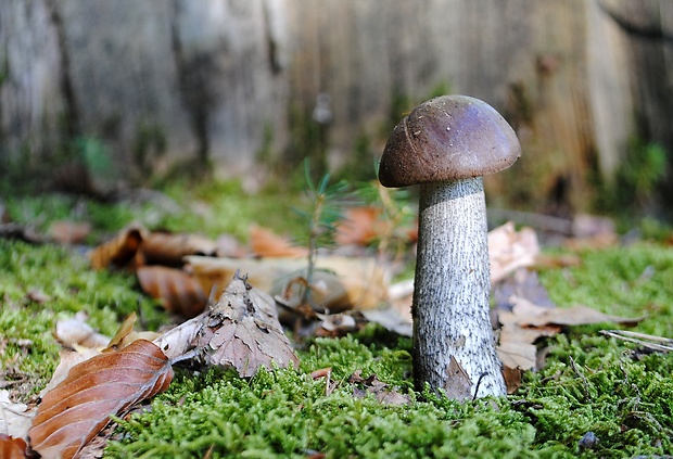 kozák Leccinum sp.