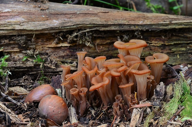 húževnatček ulitovitý Lentinellus cochleatus (Pers.) P. Karst.