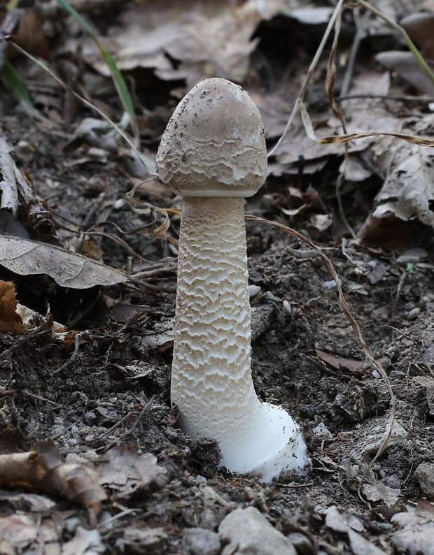 bedľa vysoká Macrolepiota procera (Scop.) Singer