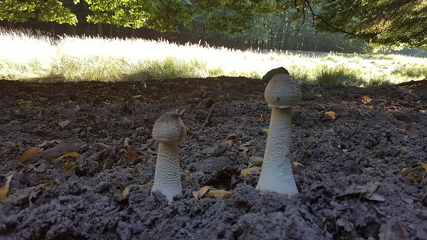 bedľa vysoká Macrolepiota procera (Scop.) Singer