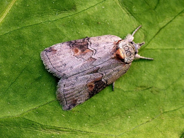 drobnička topoľová Nycteola asiatica