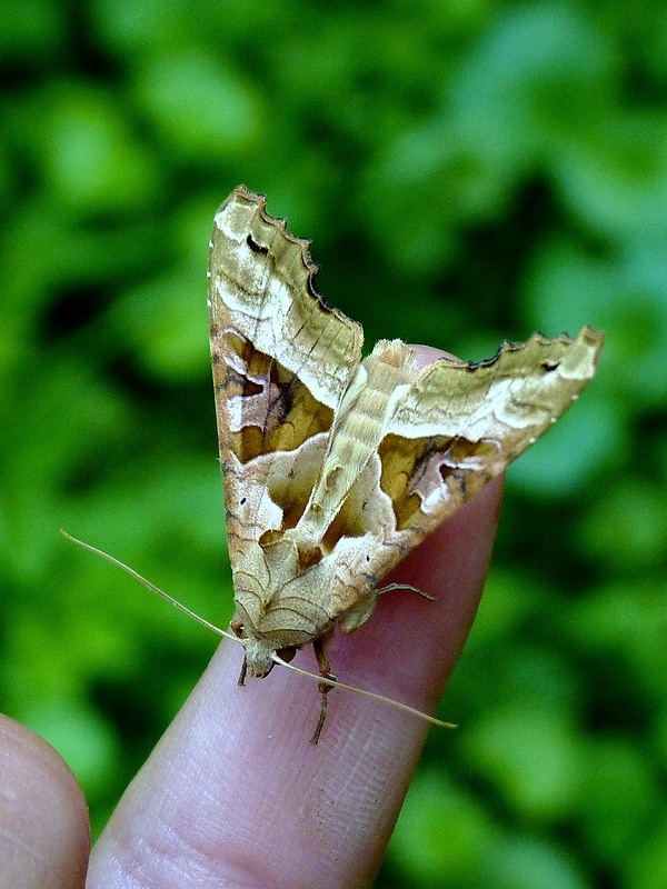 sivkavec mramorovaný Phlogophora meticulosa