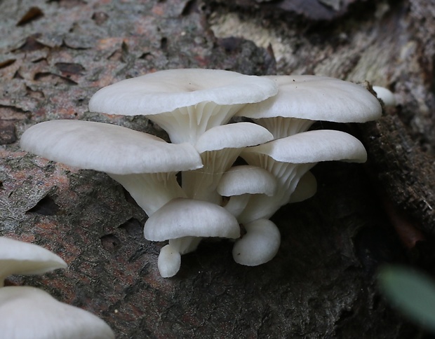 hliva buková Pleurotus pulmonarius (Fr.) Quél.