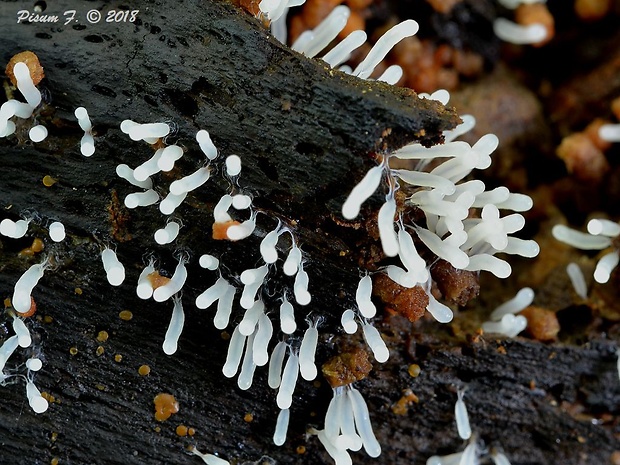 pazderka Stemonitopsis typhina (F.H. Wigg.) Nann.-Bremek.