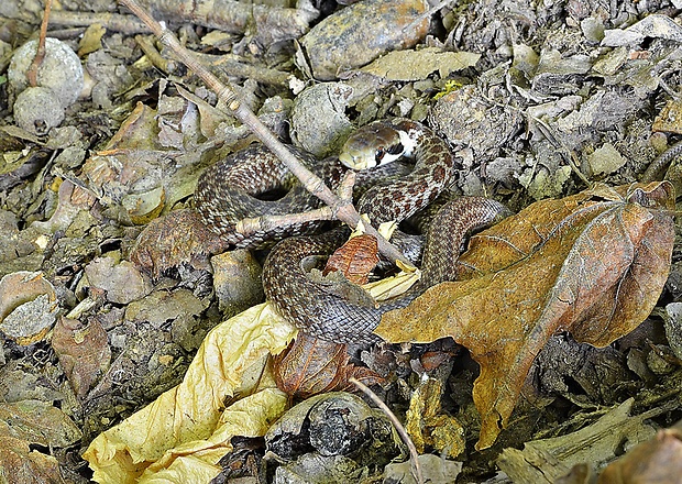 užovka stromová Zamenis longissimus