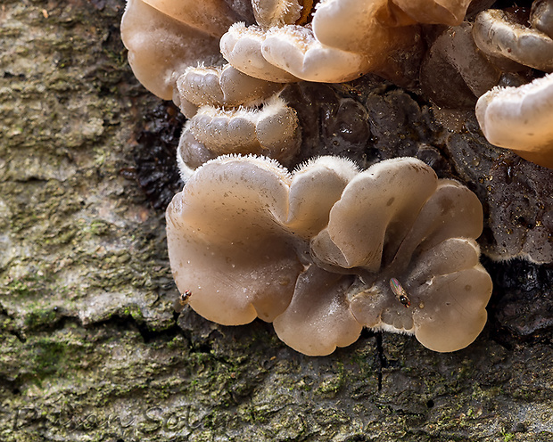 uchovka pásikavá Auricularia mesenterica (Dicks.) Pers.