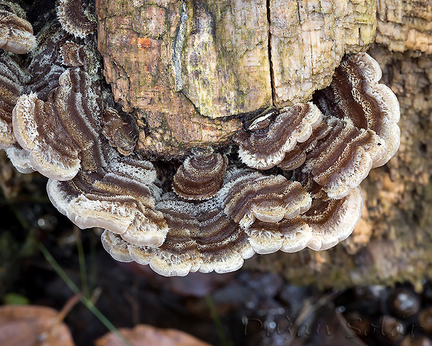 uchovka pásikavá Auricularia mesenterica (Dicks.) Pers.