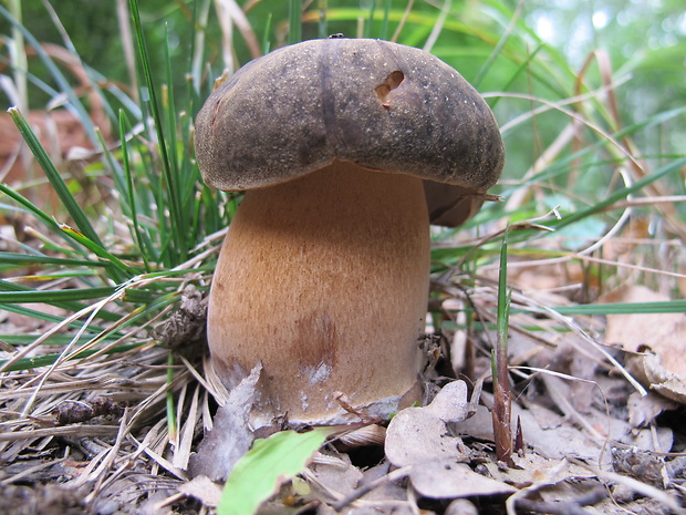 hríb bronzový Boletus aereus Bull. ex Fr.