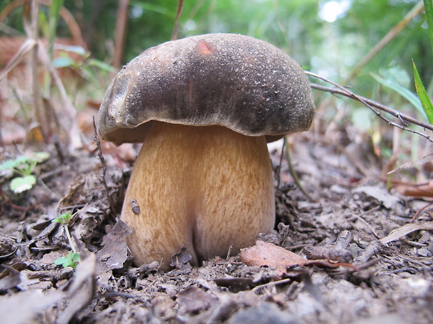 hríb bronzový Boletus aereus Bull. ex Fr.