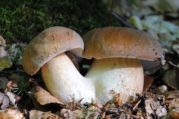 hríb dubový Boletus reticulatus Schaeff.