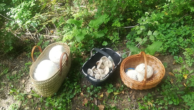 vatovec obrovský Calvatia gigantea (Batsch) Lloyd