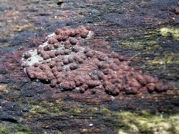 drevovček mnohotvarý Jackrogersella multiformis (Fr.) L. Wendt, Kuhnert & M. Stadler