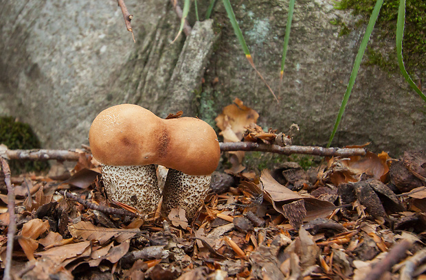 kozák dubový Leccinum aurantiacum (Bull.) Gray