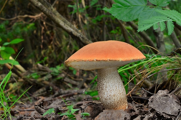 kozák dubový Leccinum aurantiacum (Bull.) Gray