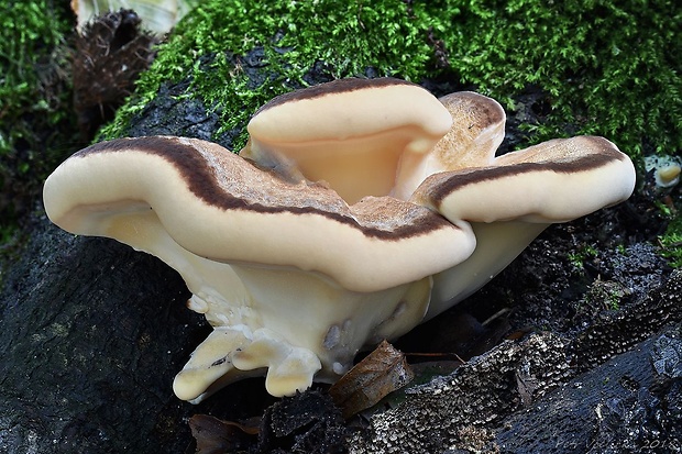 vejárovec obrovský Meripilus giganteus (Pers.) P. Karst.