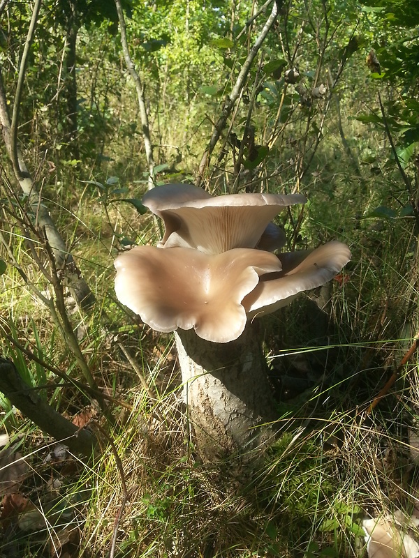 hliva Pleurotus sp.