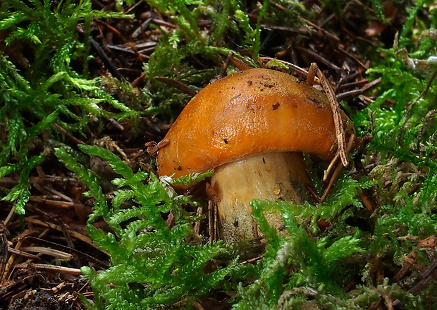 čírovka oranžová Tricholoma aurantium (Schaeff.) Ricken