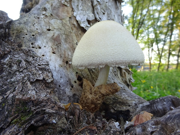 pošvovec stromový Volvariella bombycina (Schaeff.) Singer