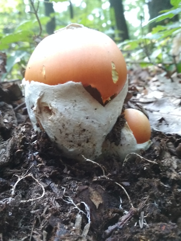 muchotrávka cisárska Amanita caesarea (Scop.) Pers.