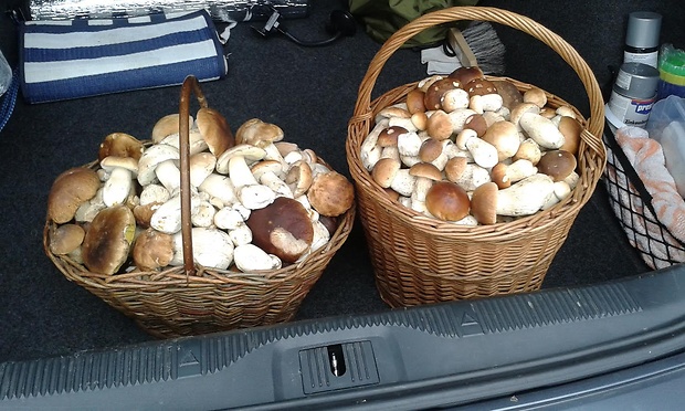 hríb smrekový Boletus edulis Bull.