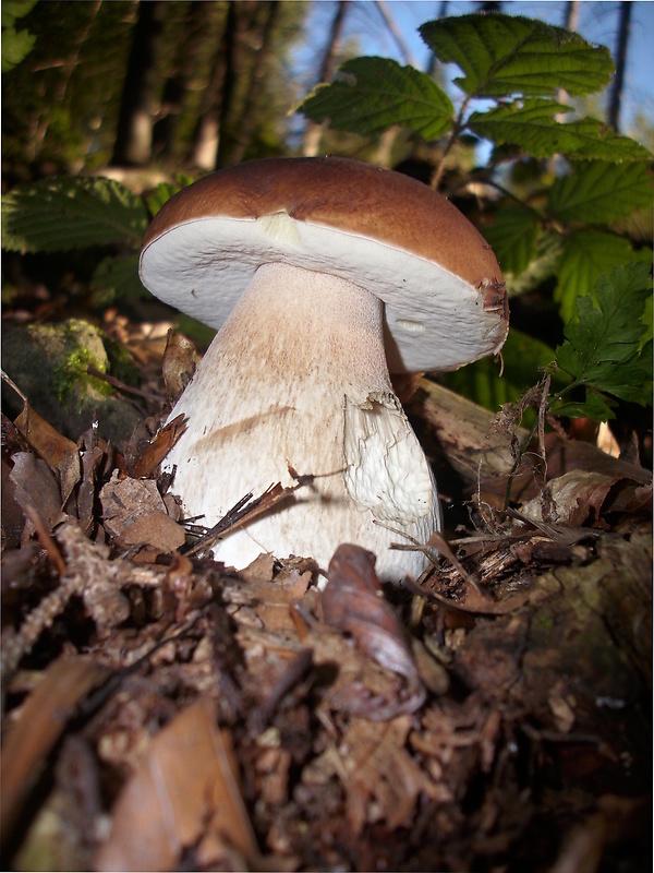 hríb smrekový Boletus edulis Bull.