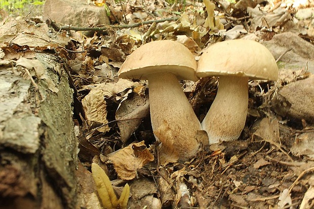 hríb dubový Boletus reticulatus Schaeff.