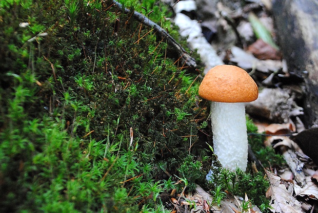 kozák osikový Leccinum albostipitatum den Bakker & Noordel.