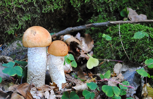 kozák osikový Leccinum albostipitatum den Bakker & Noordel.