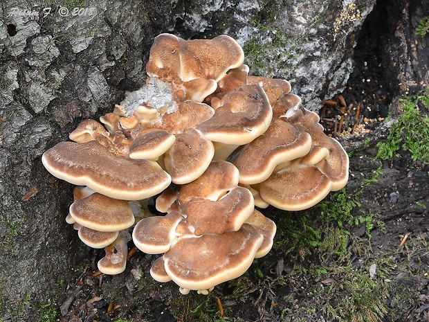 vejárovec obrovský Meripilus giganteus (Pers.) P. Karst.