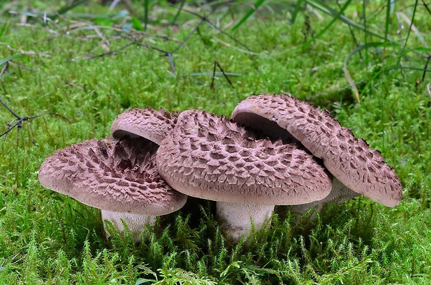 jelenkovec škridlicovitý Sarcodon imbricatus (L.) P. Karst.