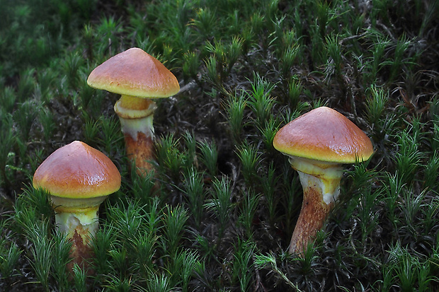 masliak smrekovcový Suillus grevillei (Klotzsch) Singer