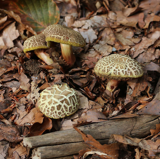 suchohríb žltomäsový Xerocomellus chrysenteron (Bull.) Šutara