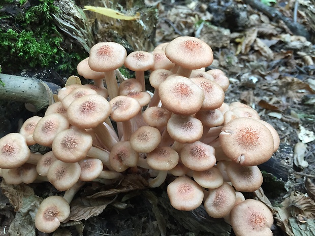 podpňovka bezprsteňová Armillaria socialis (DC.) Fayod